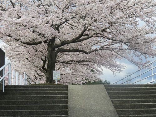 桜堤遊歩道の桜並木の一番南側端の桜景色（満開時）