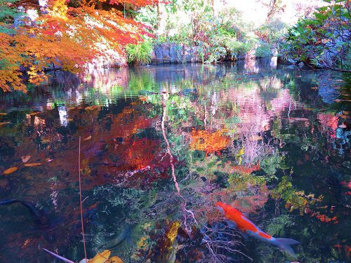 油山寺の紅葉：鯉と紅葉
