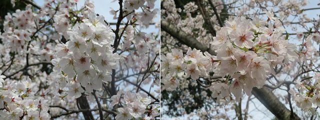 光長寺の桜：近づいて眺めた桜の花々