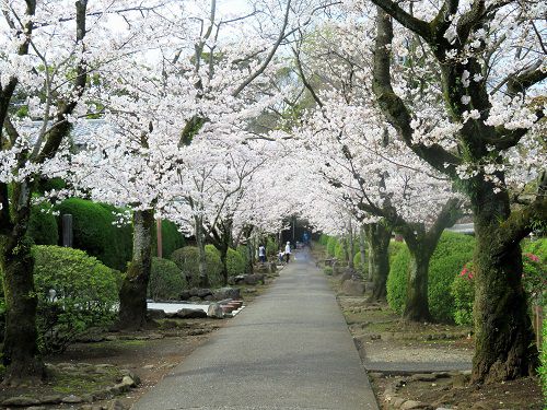 光長寺の桜並木