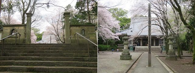 光長寺の桜：御本堂と桜景色