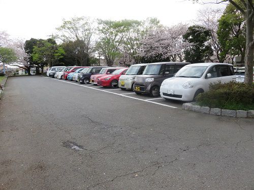 門池公園の桜：園内駐車場の様子（満車状態時）