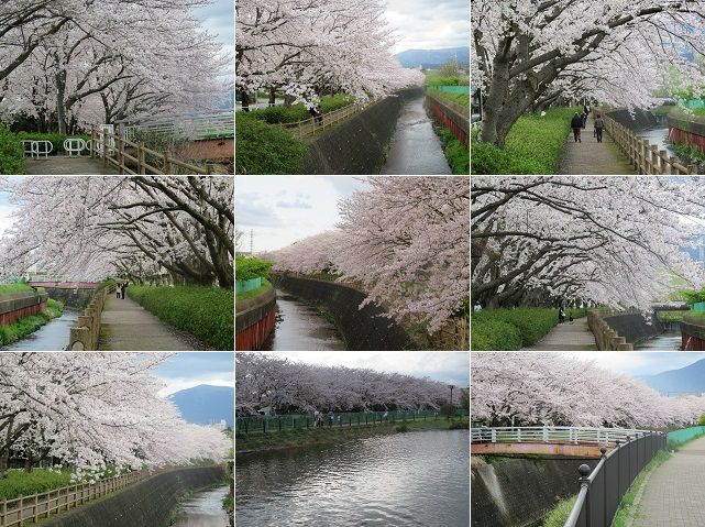 門池公園の桜：見頃を迎えていた満開の桜並木
