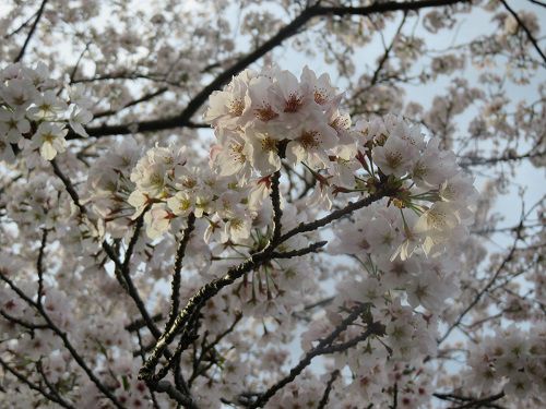 門池公園の桜：近寄り眺めた満開の桜景色