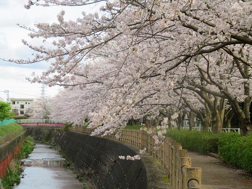 門池公園の桜並木