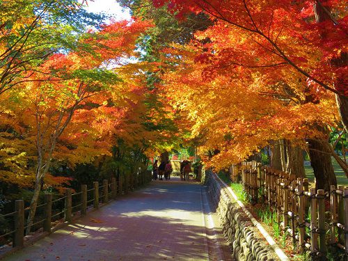 法多山の紅葉：参道脇の紅葉景色