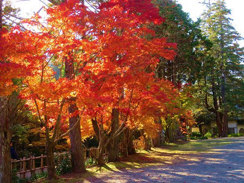 法多山の紅葉：小広場付近の紅葉景色