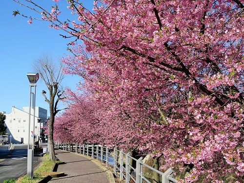 掛川桜の並木道