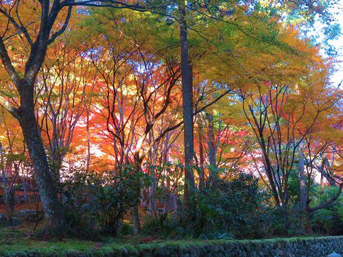 法多山の紅葉：一歩引いて眺めた紅葉風景