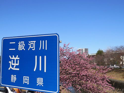 掛川桜と逆川