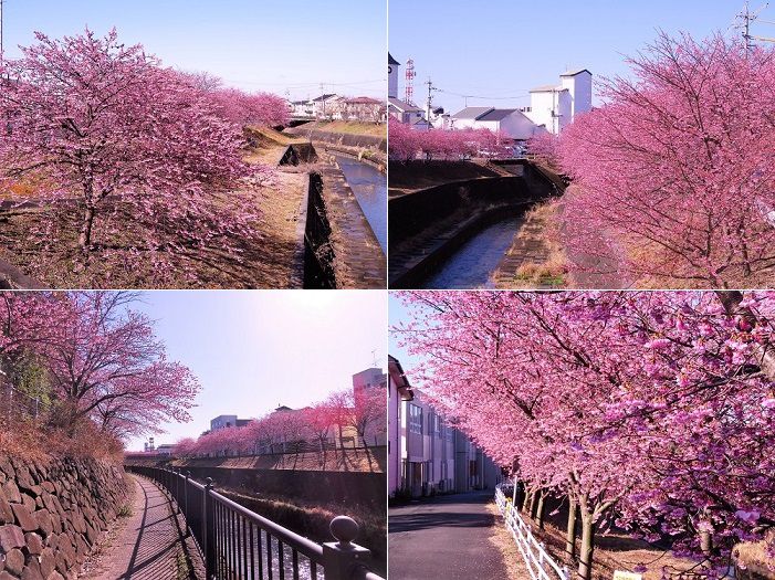 掛川桜と遊歩道