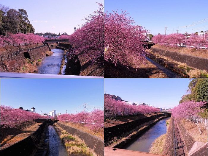 掛川桜：逆川と両岸の掛川桜
