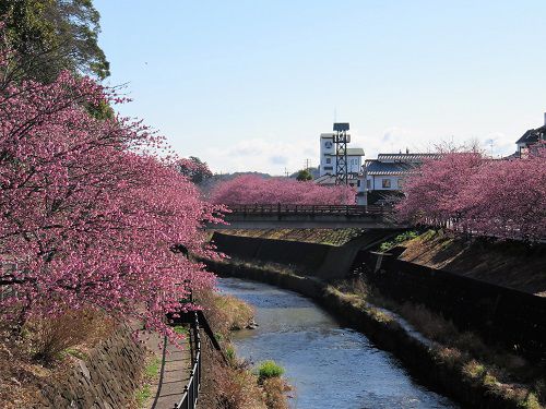 掛川桜と逆川堤防