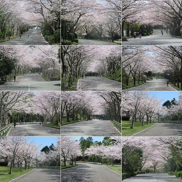 愛鷹広域公園の桜：園内道路にて見頃（満開）を迎えていた桜の数々を厳選してお伝えしています。