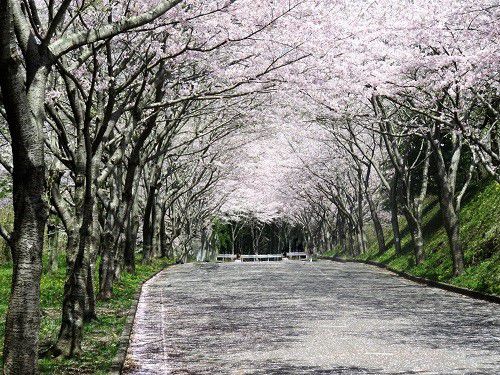 愛鷹広域公園の桜：沼津市の桜
