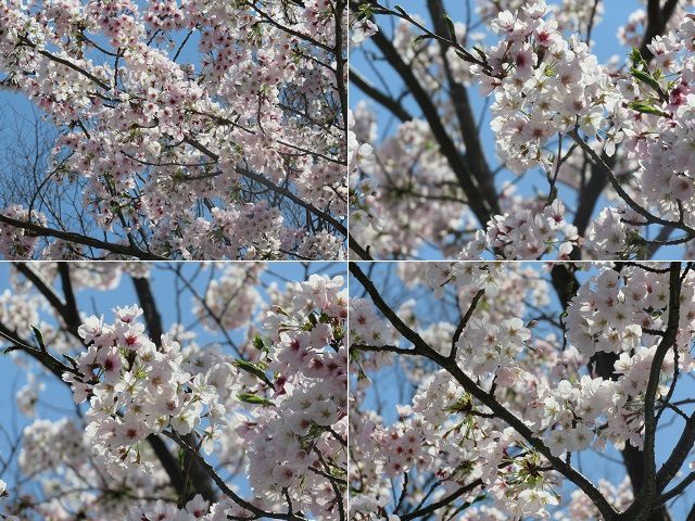 愛鷹広域公園の桜：近づき眺めた満開の桜景色をチョイスしています