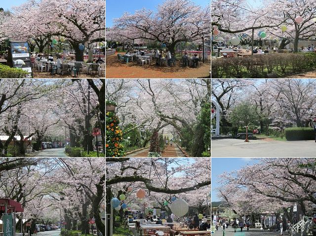 御殿場高原時の栖の桜：あちらでも、こちらでも見頃を迎えていた桜並木をお伝えしています