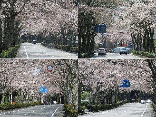 御東原循環線沿いの桜：満開を迎えていた桜並木の桜トンネル