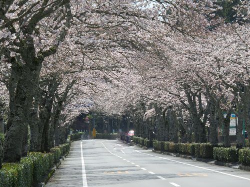 御東原循環線沿いの桜