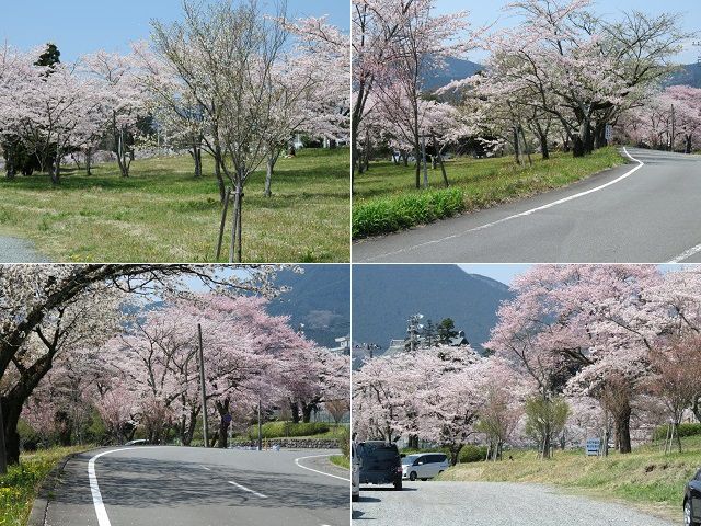 大石寺の桜：見事に色付いていた満開の桜
