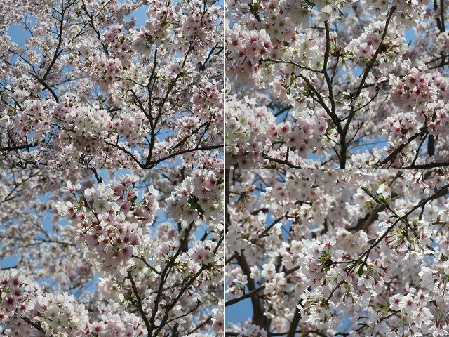 大石寺の桜：近寄り眺めた満開の桜