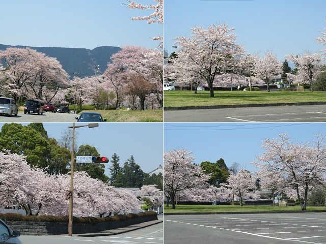 大石寺の桜：咲き誇っていた桜の花々