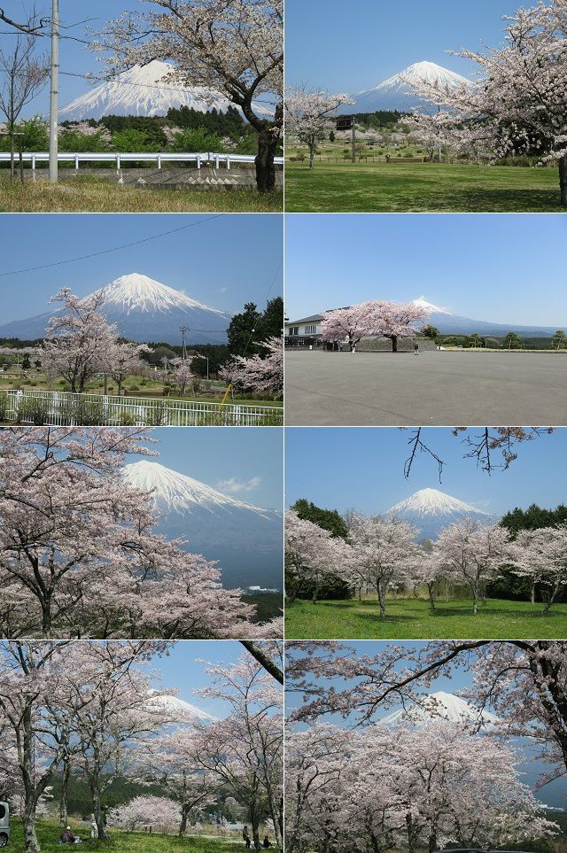 大石寺の桜：富士山と桜の競演
