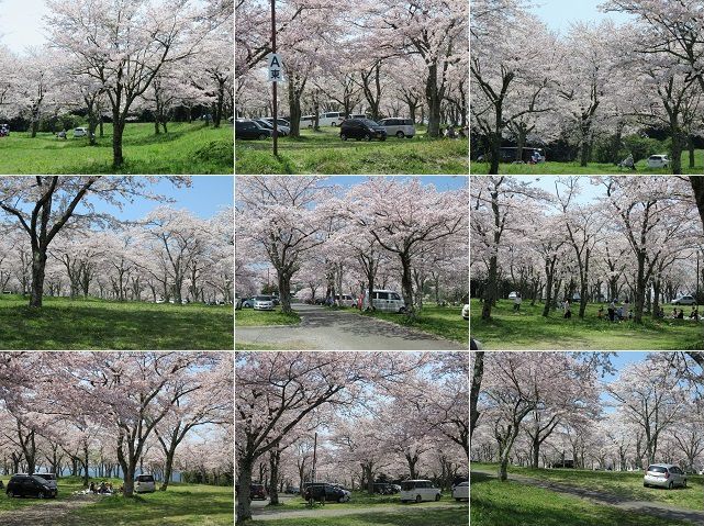 大石寺の桜：富士宮市の桜名所「大石寺」の見事な桜景色