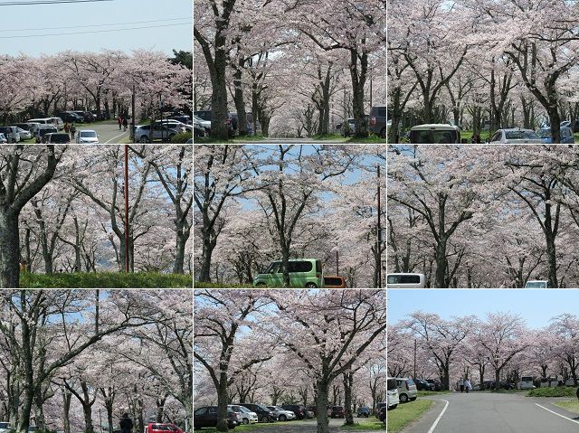 大石寺の桜：あちらこちらで人の姿があった見頃時期の桜景色