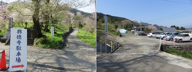 興徳寺の桜：駐車場と駐車場看板