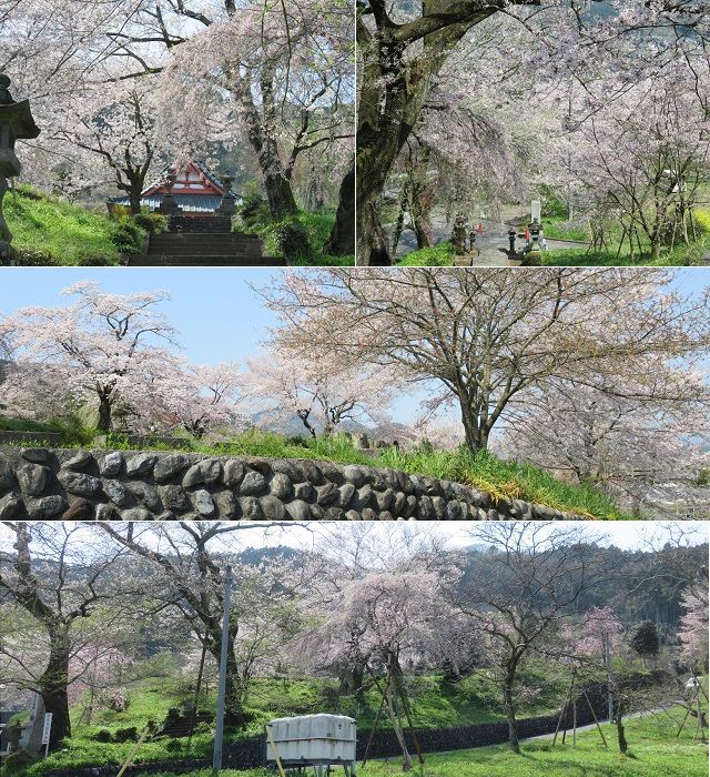 興徳寺の桜：境内にて見頃を迎えていた桜樹をチョイスしてお伝えしています。