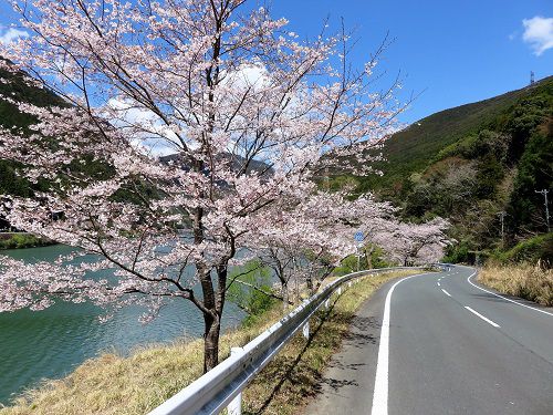 秋葉ダムの桜