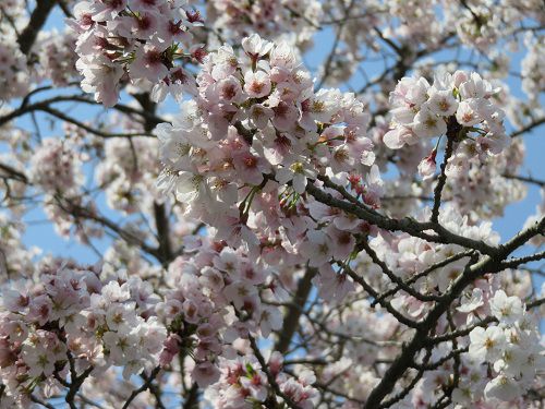 興徳寺の桜：近寄って眺めた桜の花々