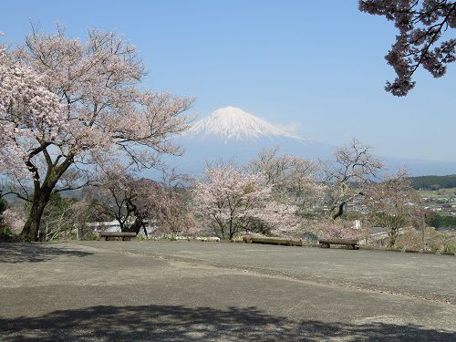 興徳寺の桜：富士山と桜のツーショット
