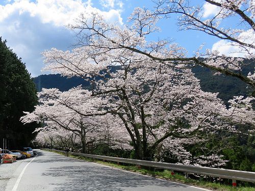 秋葉ダムの桜（南側）