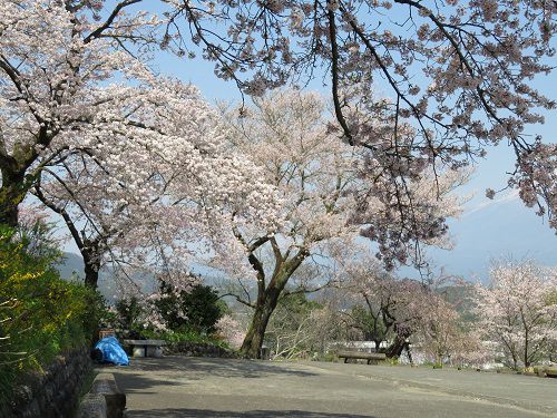 興徳寺の桜