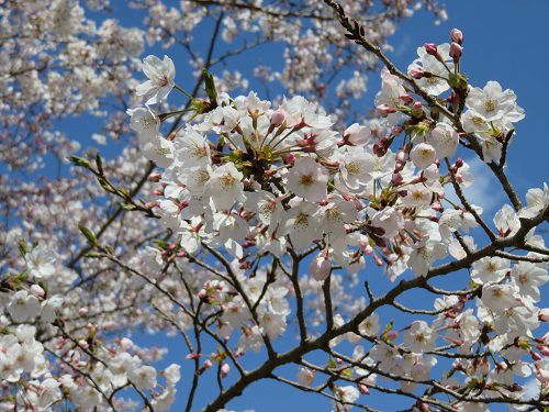 駿河平自然公園の桜（ズーム）