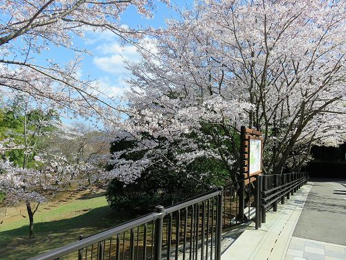 駿河平自然公園の桜（駐車場付近）