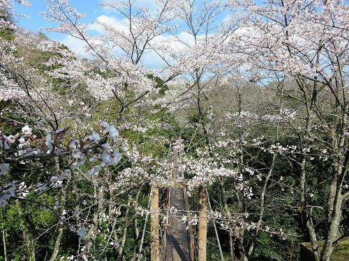 駿河平自然公園の桜（吊り橋方向）
