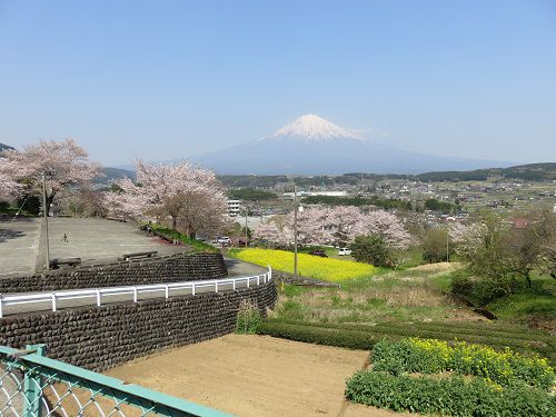 興徳寺の桜：富士山と菜の花と桜の競演（遠い位置からの景色）
