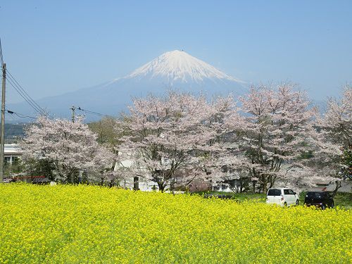 興徳寺の桜：富士山と菜の花と桜の競演（近い場所からの景色）