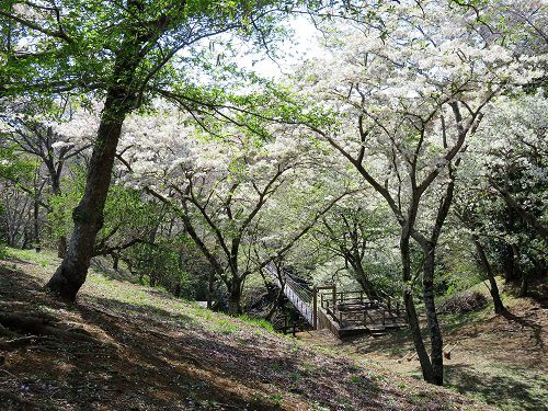 駿河平自然公園の桜（吊り橋付近）