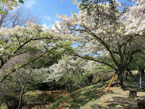 駿河平自然公園の桜（吊り橋付近別角度）