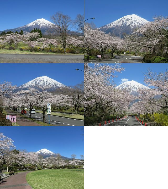 富士桜自然墓地公園の桜：富士山と桜の競演景色をご紹介しています