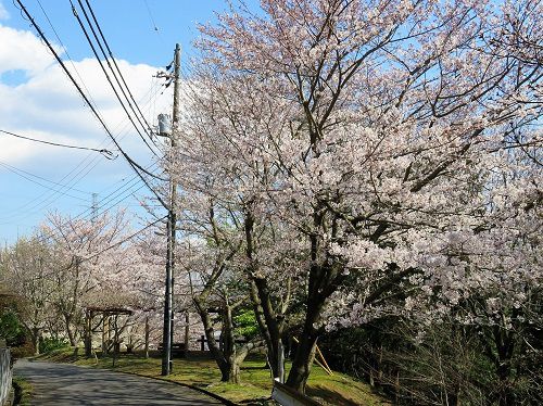 駿河平自然公園の桜