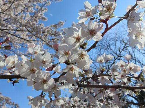 駿河平自然公園の桜（花びら）