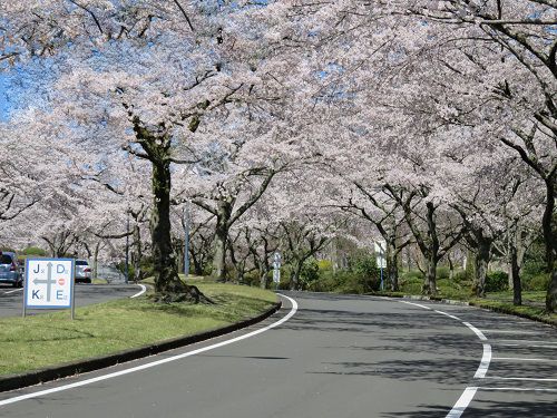 富士桜自然墓地公園の桜