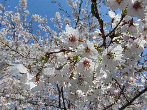 駿河平自然公園の桜（満開の花びら）