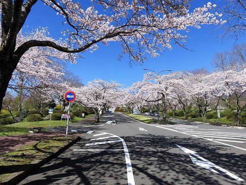 富士桜自然墓地公園の桜：富士宮市の桜