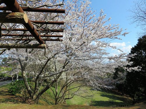 駿河平自然公園の桜（見頃時期）
